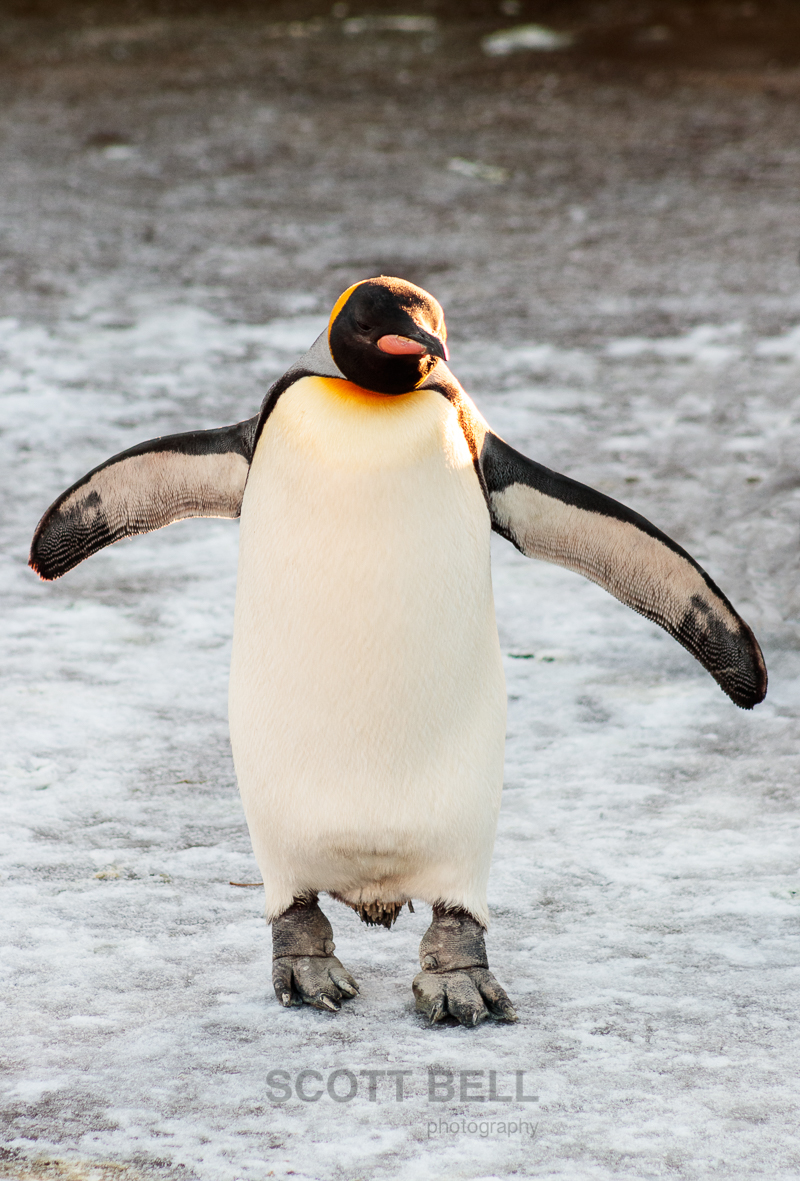 penguin walk